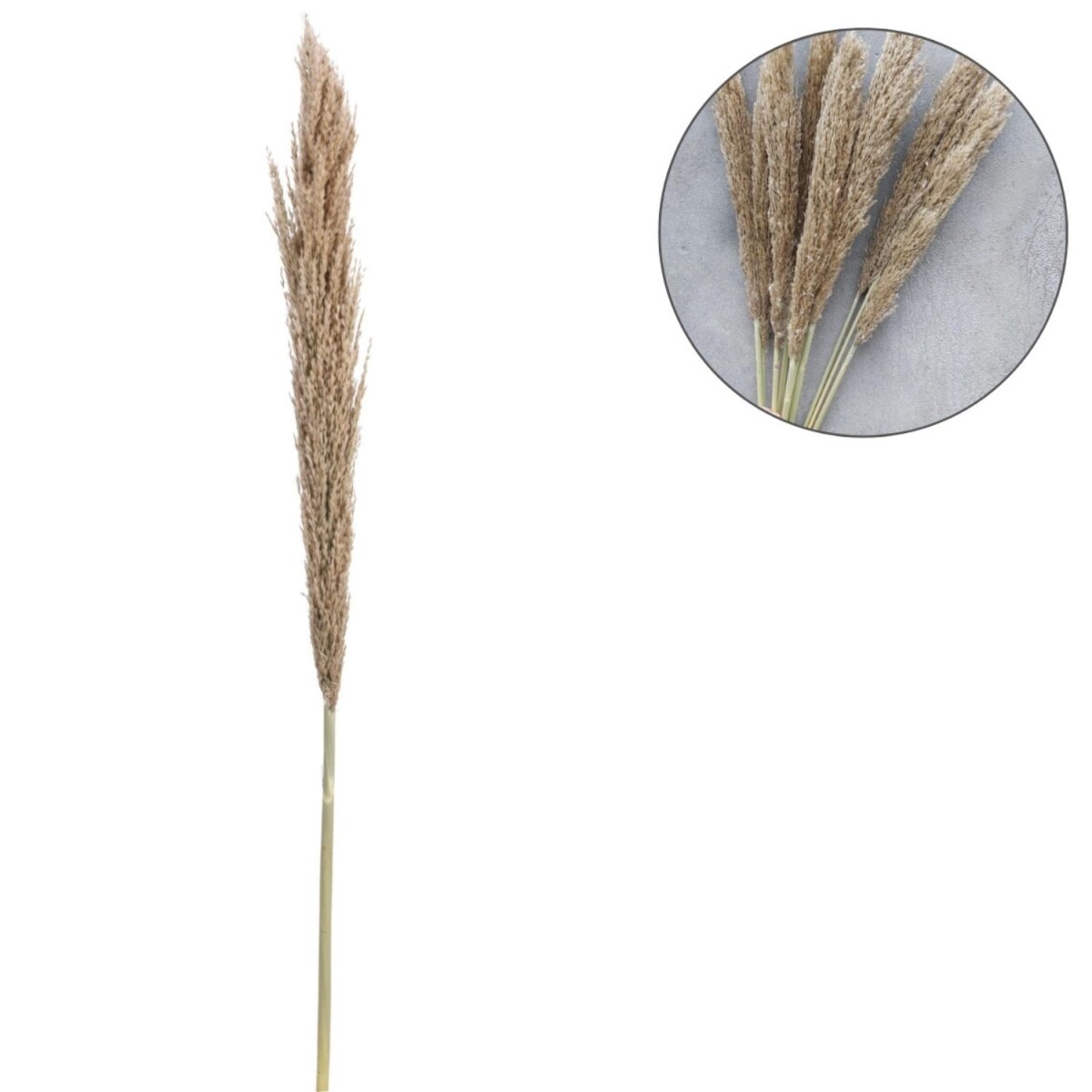 Natural Dried Pampas Grass | Decorative Pampas Grass Branch,