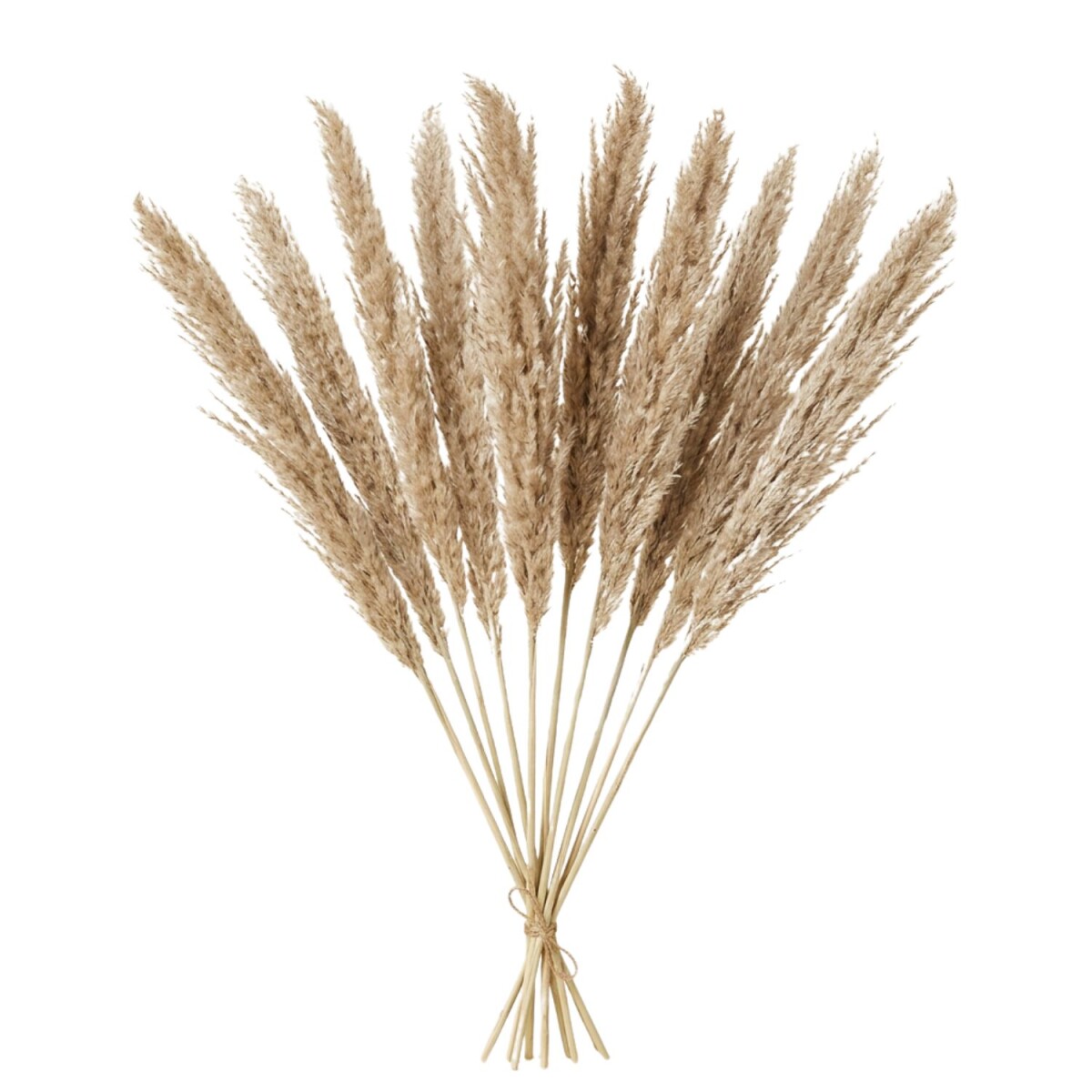 Natural Dried Pampas Grass, Set of 10 | Decorative Pampas Gr
